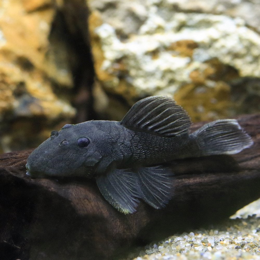 （熱帯魚）オリーブグリーンダルマ・プレコ　Ｓサイズ（ワイルド）（１匹）　北海道・九州航空便要保温　ＣＲＣ13―44―40―00―00