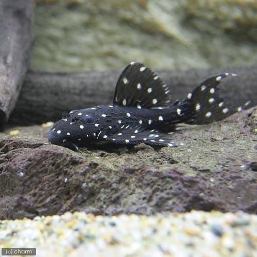 （熱帯魚）キングオブギャラクシー・トリム　ペルー（ワイルド）（１匹）　北海道・九州航空便要保温　ＣＲＣ13―44―50―00―00