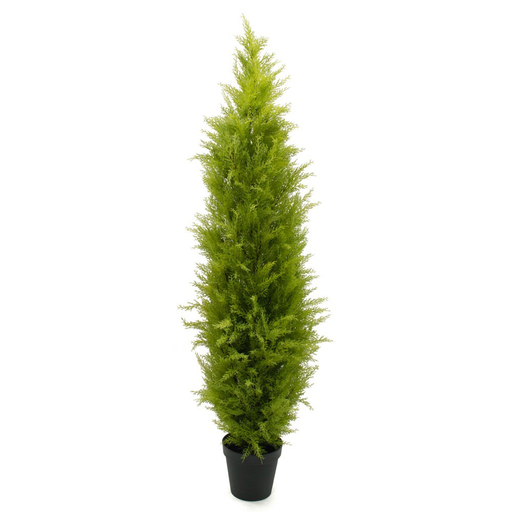 フェイクグリーン ゴールドクレストポット（XL）180cm SC/CT触媒