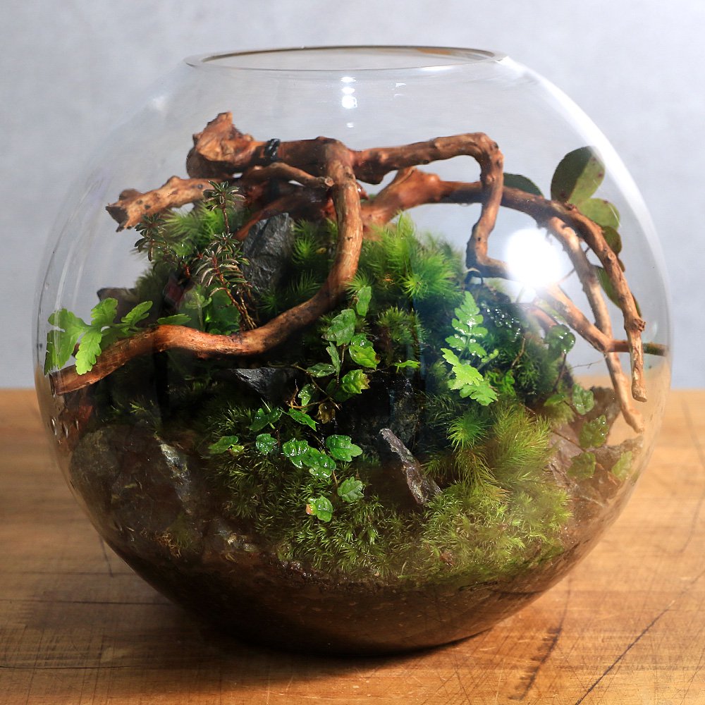 （観葉植物）苔テラリウム　スフィア　装飾用流木＋植物＋ヒノキゴケ付き！（１個）育て方の説明書付　ＣＲＣ10―85―20―00―00