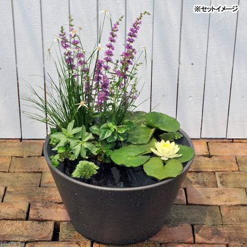 （ビオトープ）睡蓮セット（睡蓮黄＋メダカ睡蓮鉢グレー＋ヒメダカ＋浮き草他）１セットオリジナル　本州四国限定　ＣＲＣ15―10―20―30―20