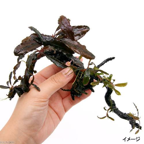 （水草）ブセファランドラ４種８株付　枝状流木　Ｓサイズ（形状おまかせ）（水中葉）（無農薬）（１本）　ＣＲＣ12―71―20―00―00