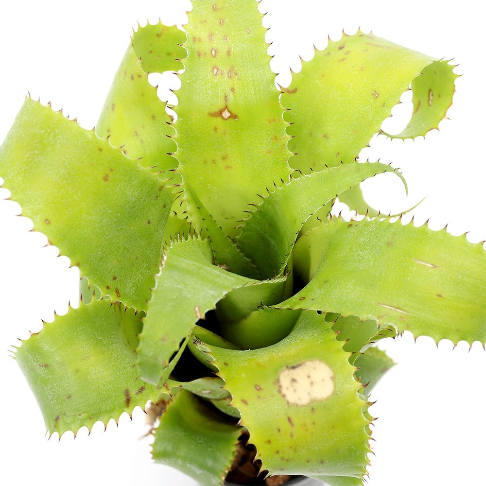 （観葉植物）ハイラエアイカム　ムーレアナム　２．５号（１株）　ＣＲＣ15―30―20―22―00