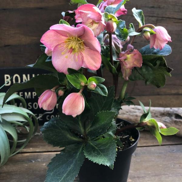 アーリーズローズ 新品種 クリスマスローズ ガーデニング