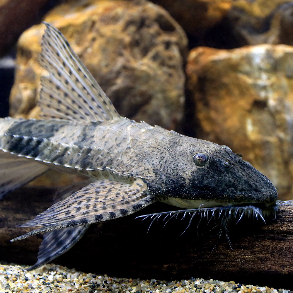 （熱帯魚）パラロリカリア・コメルソイデス（ワイルド）（１匹）　北海道航空便要保温　ＣＲＣ13―40―20―00―00