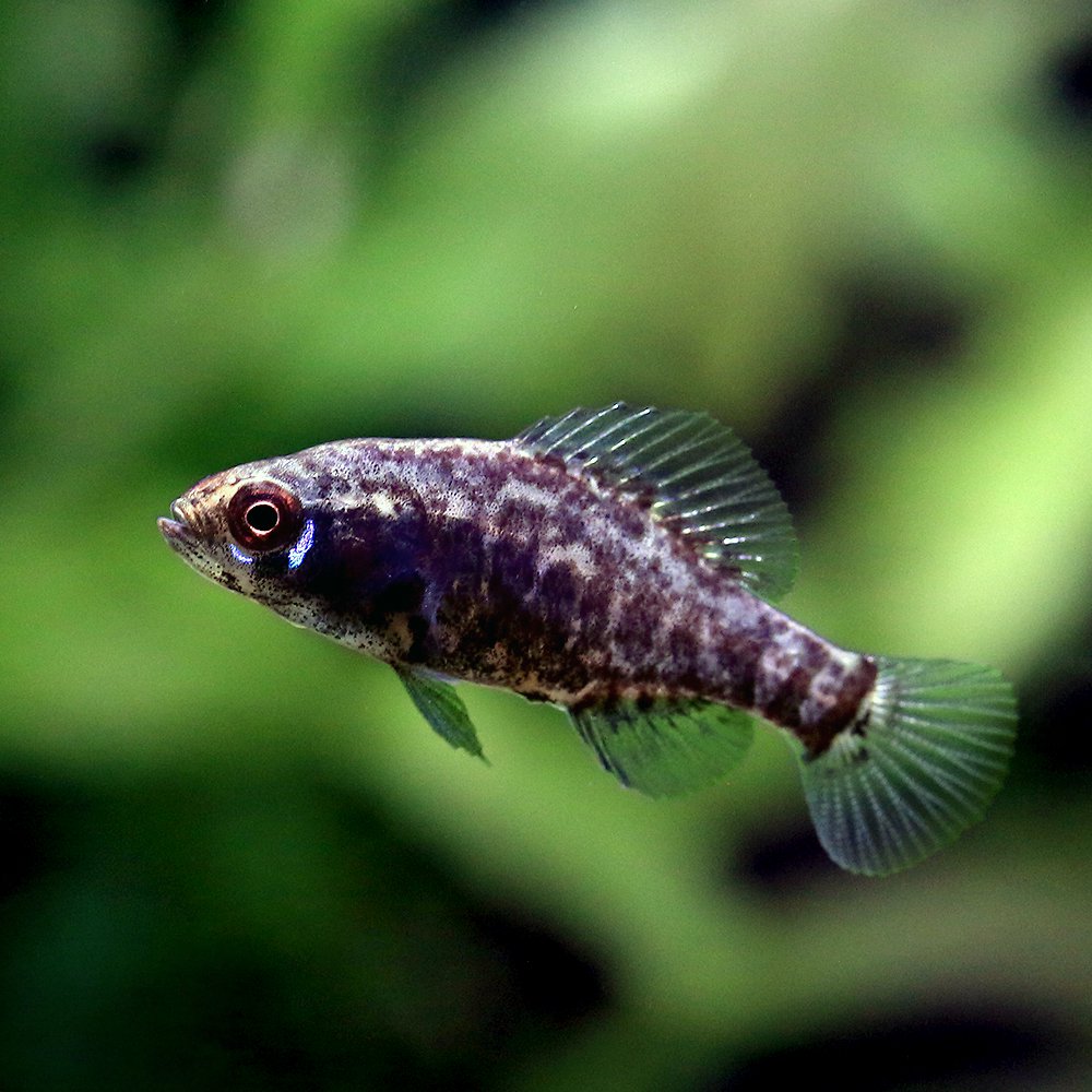 （熱帯魚）エラッソマ　ギルバーティ　オス（１匹）　北海道・九州航空便要保温　ＣＲＣ13―52―00―00―00