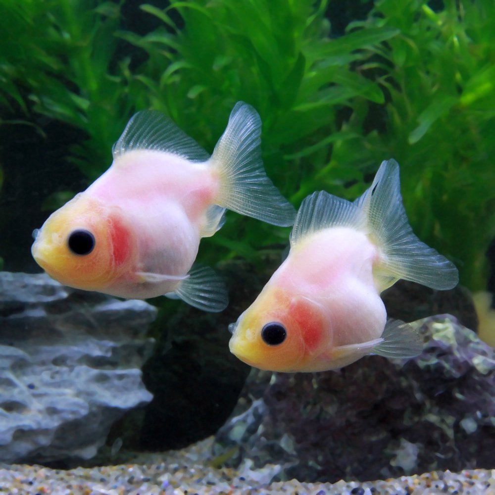 （国産金魚）ミルクオランダ獅子頭　ショートテール　薩摩産（５匹）　ＣＲＣ60―15―40―30―00