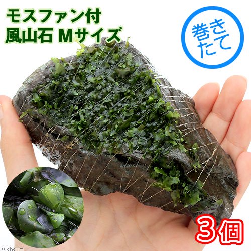 （水草）巻きたて　モスファン付　風山石　Ｍサイズ（約１４ｃｍ）（無農薬）（３個）　ＣＲＣ12―18―65―75―00