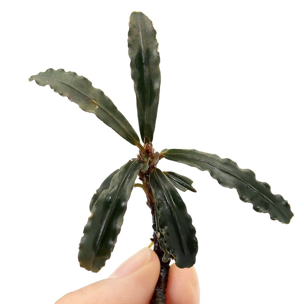 （水草）ブセファランドラｓｐ．レッドガイア（水上葉）（１株）　北海道・九州航空便要保温　ＣＲＣ12―71―20―00―00