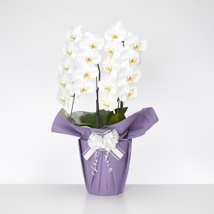 【サムライフラワー】お供え用胡蝶蘭 2本立 白 18～20輪以上つぼみを含む(捨てれる鉢仕様)