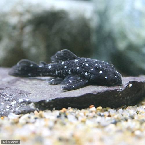 （熱帯魚）ミクラカンティクス・バンドラグティ　スポットタイプ（ワイルド）（１匹）　北海道航空便要保温　ＣＲＣ13―44―40―00―00