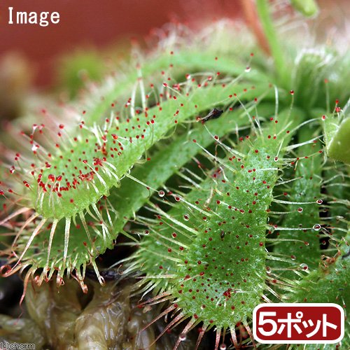 （食虫植物）コモウセンゴケ　２号（５ポットセット）　ＣＲＣ15―40―69―00―00