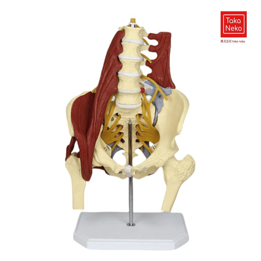 人体腰椎模型 成人骨骼解剖模型 肌肉器官解剖学生物教具 骨科外科床教学演示工具