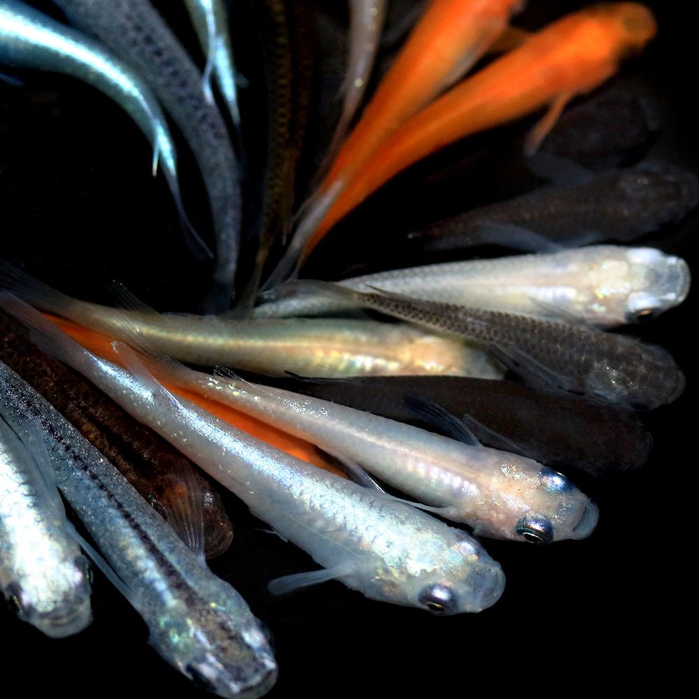 （めだか）メダカミックス（５０匹）　ＣＲＣ60―20―22―99―00