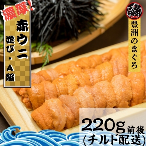 濃厚! 毎日吟選！赤ウニ ２５０ｇ 並び Aランク 弁当箱 エゾバフンウニ