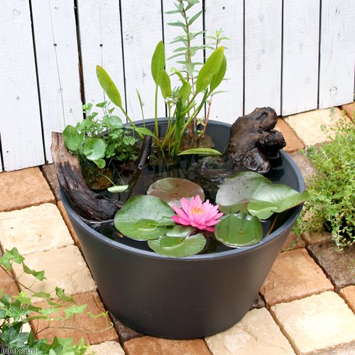 （ビオトープ）睡蓮鉢グレー　風山石と流木のレイアウトセット　本州四国限定　お一人様１点限り　ＣＲＣ15―10―20―10―20