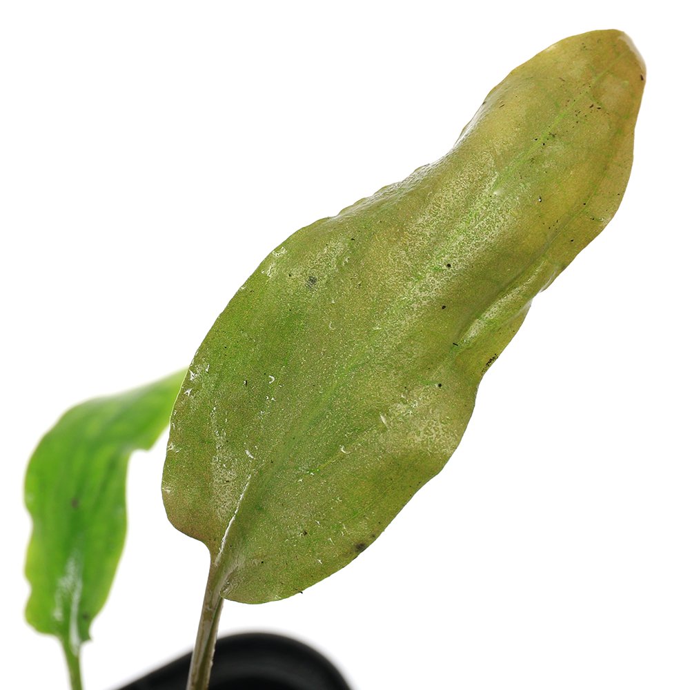 （水草）クリプトコリネ　ノリトイ　Ｅａｓｔ　Ｋｕｔａｉ　Ｋａｌｉｍａｎｔａｎ産（水上葉）（１ポット）　北海道・九州航空便要保温　ＣＲＣ12―72―40―00―00