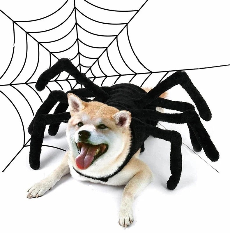 【即納】【3枚ご購入で200 OFF！】おし 撮影道具 面白い ドッグウェア キュート 犬 猫 犬 着脱簡単 ペット用コスプレ 犬猫ハット 可愛い 着ぐるみ マジクタイプ 全5サイズ クモ 蜘蛛 Ha