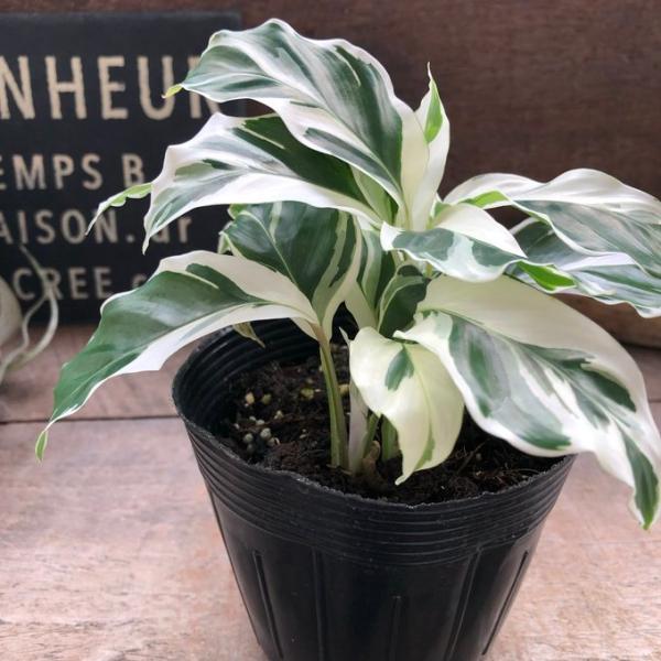 ホワイトフュージョン 希少 カラテア 斑入り 観葉植物