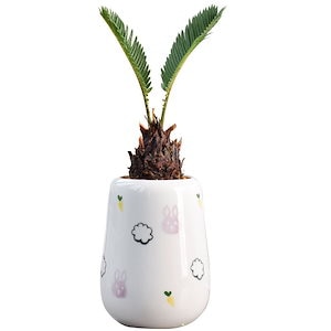 5個セット 植木鉢 ミニ 多肉植物 花瓶 贈り物 室内 飾 陶器 園芸 室内 DIY