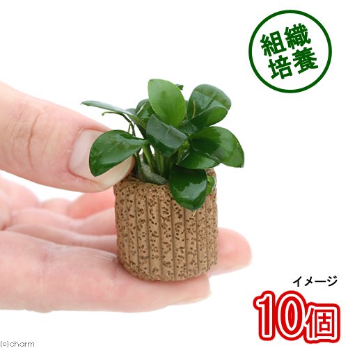（水草）組織培養　ライフマルチ（茶）アヌビアスナナ（無農薬）（１０個）　ＣＲＣ12―60―20―00―00