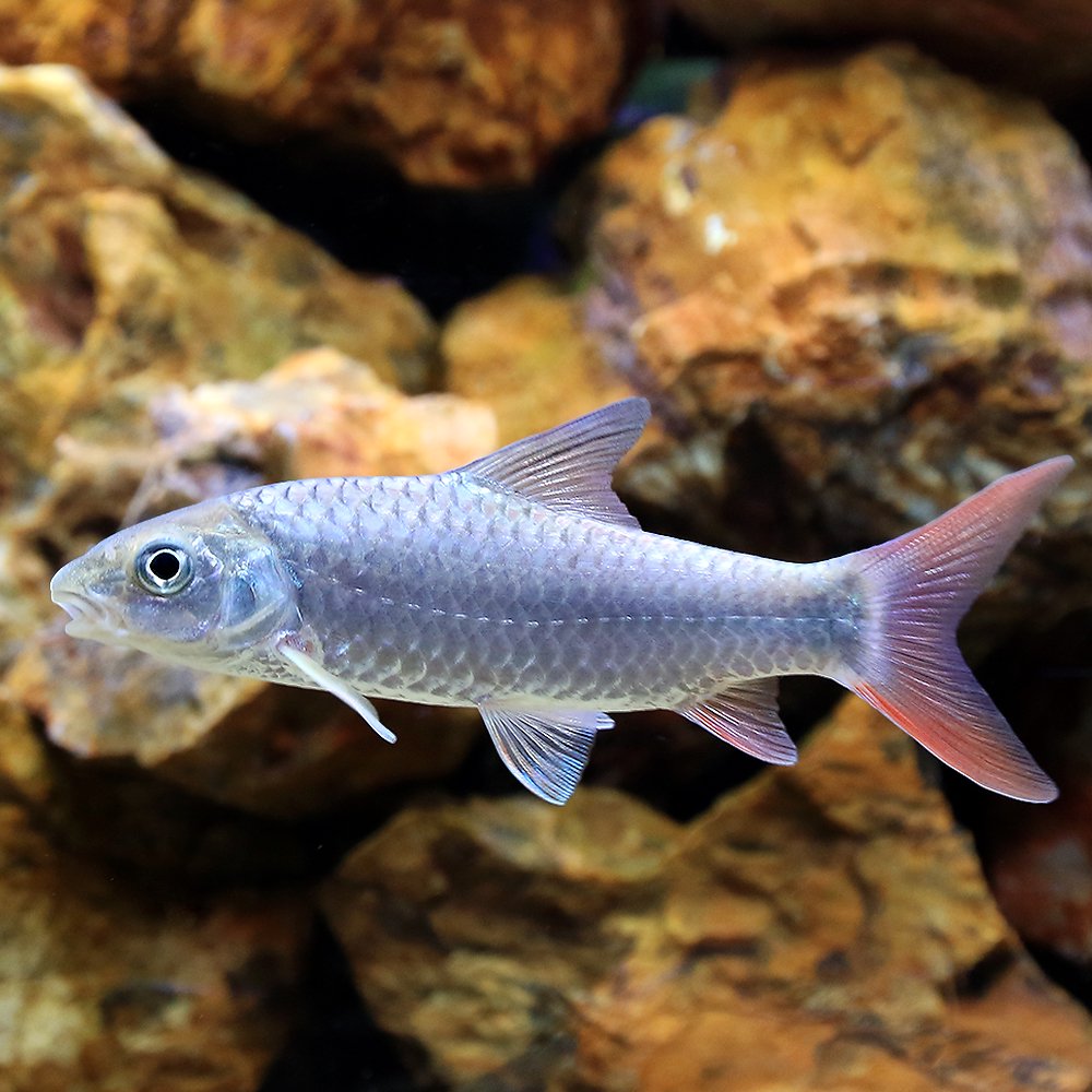 （熱帯魚）ラベオバルブルスｓｐ．マラガラシ（１匹）　北海道・九州航空便要保温　ＣＲＣ13―24―99―00―00