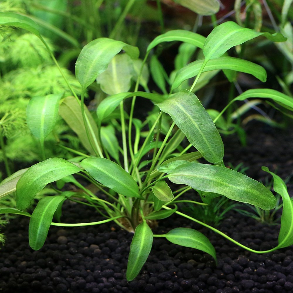 （水草）アポノゲトンｓｐ．バンメトート産（無農薬）（１株）　ＣＲＣ12―74―30―00―00