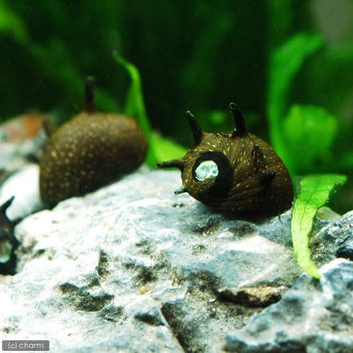 （エビ・貝）サザエ石巻貝（５０匹）　ＣＲＣ13―80―11―00―00