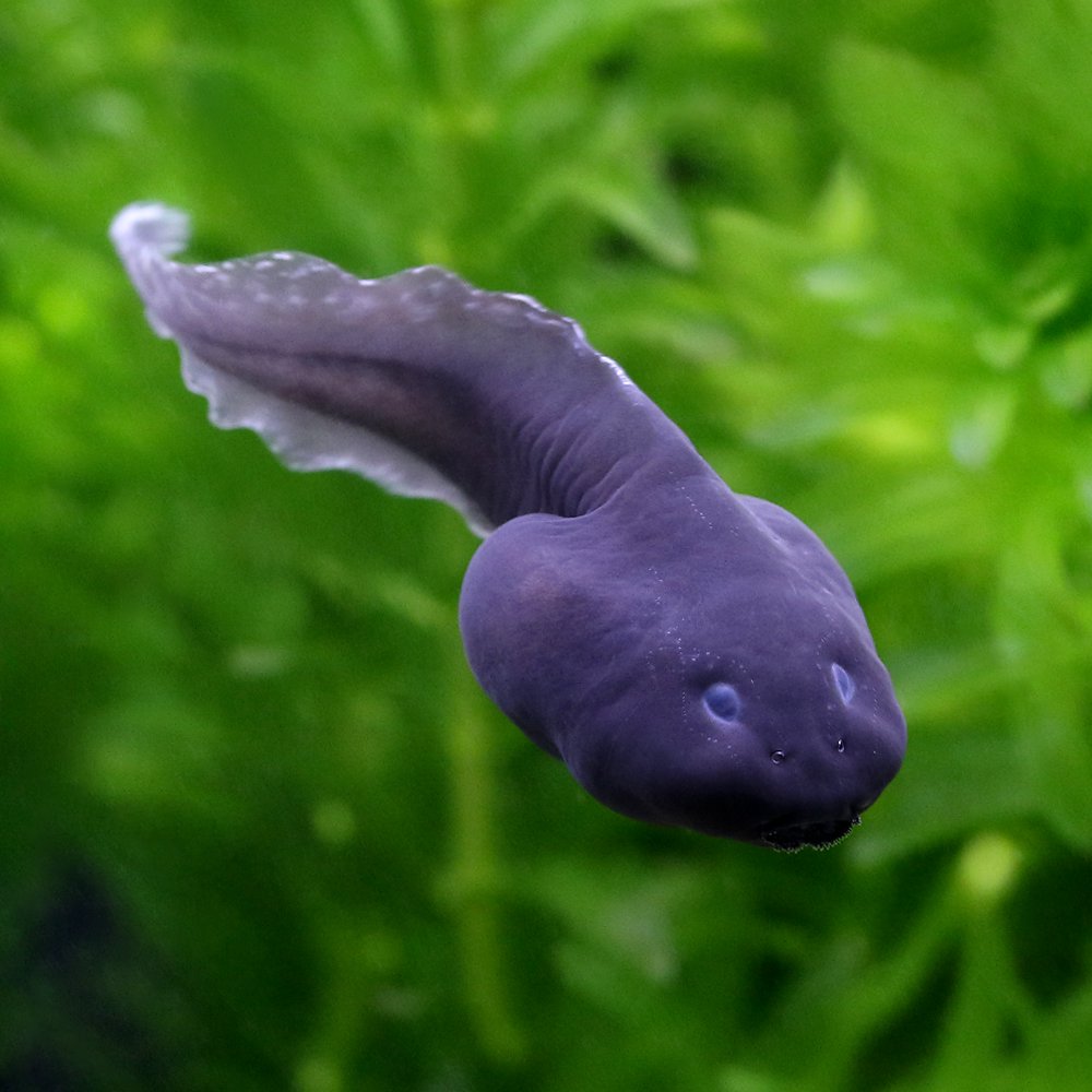 （両生類）ベトナムコケガエル　オタマジャクシ（１匹）　ＣＲＣ17―05―35―10―00