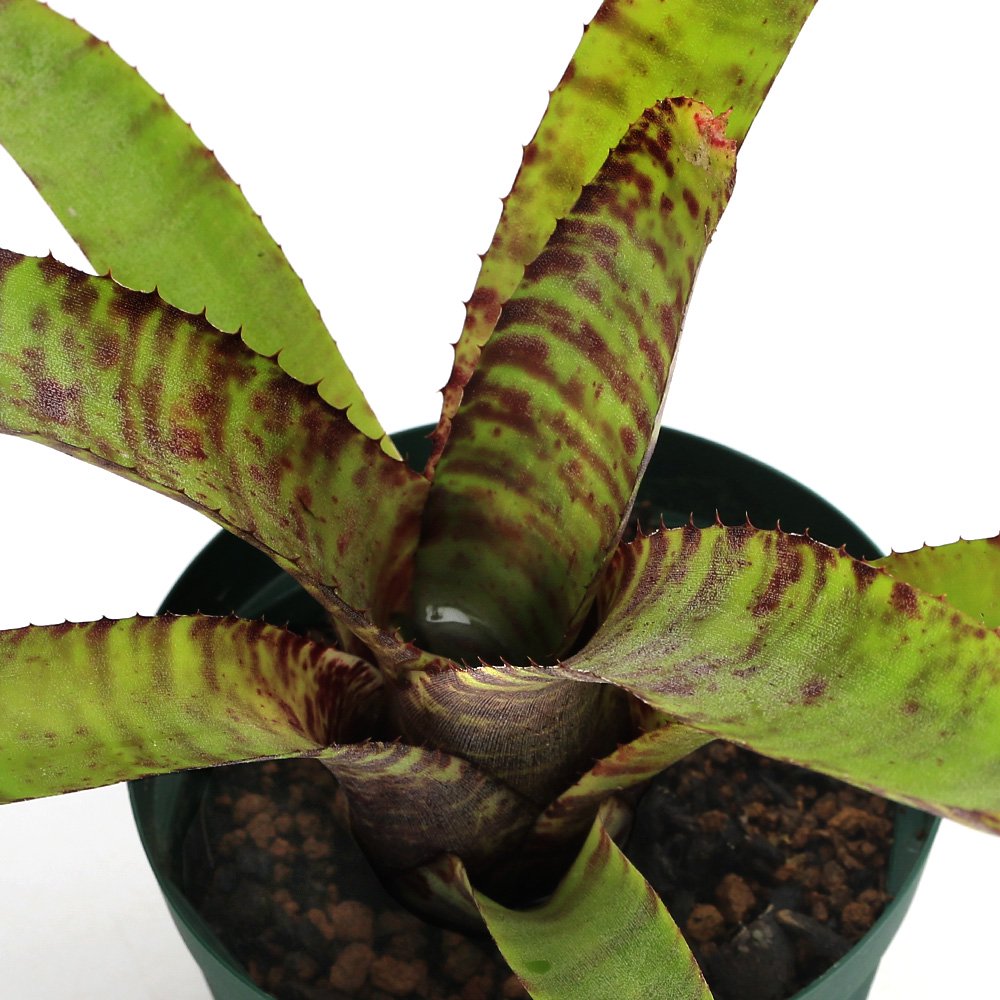 （観葉植物）ネオレゲリア　ゾナータス（ゾナタス）　４号（１鉢）タンクブロメリア　原種　ＣＲＣ15―30―20―22―00