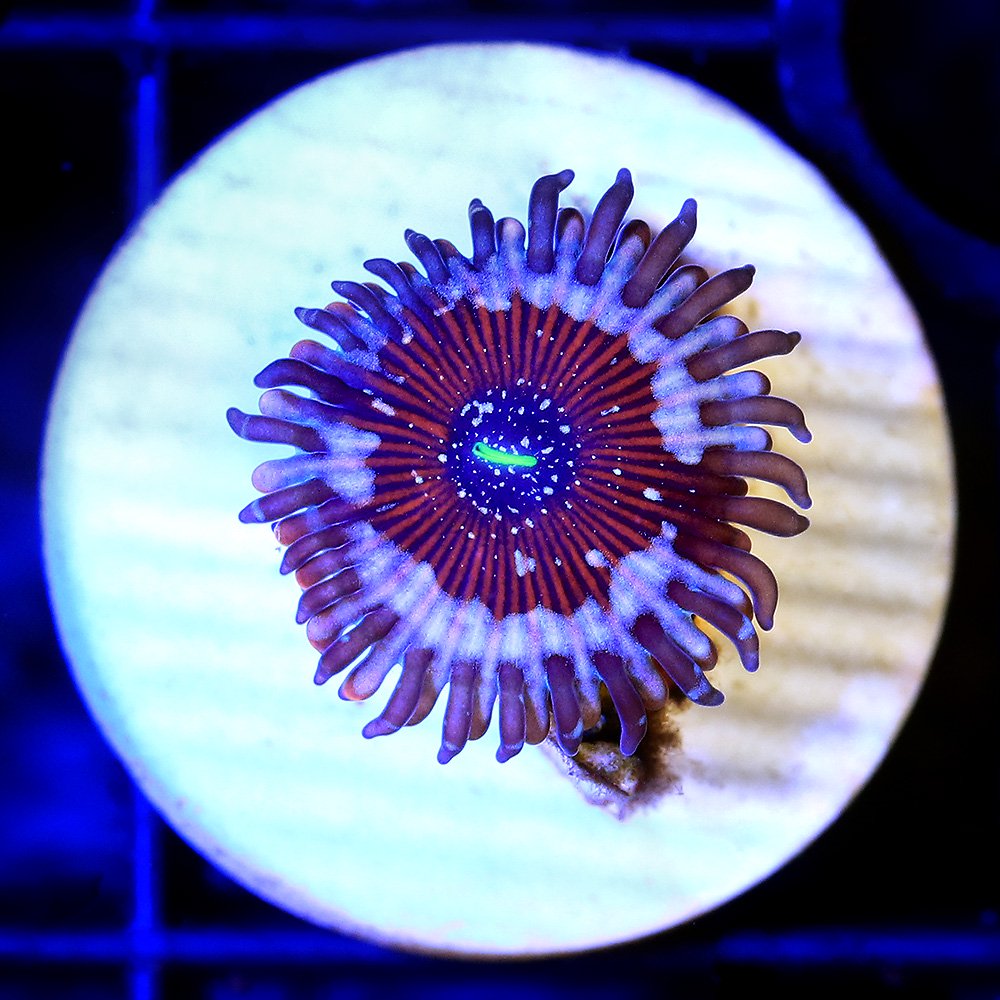 （サンゴ）マメスナギンチャク　ブルーアガベ　プラグ付き（１個）　ＣＲＣ26―50―50―70―00