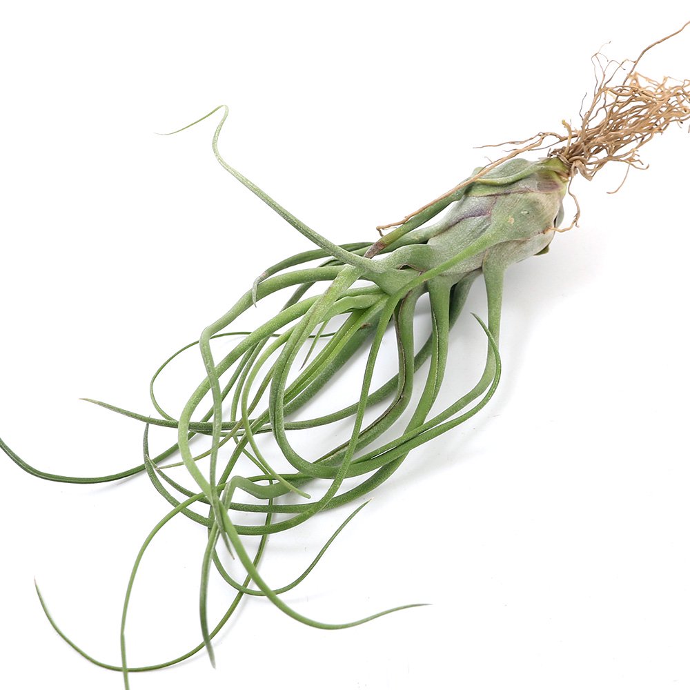 （観葉植物）エアープランツ　チランジア　ショータイム（１株）　ＣＲＣ15―50―10―00―00