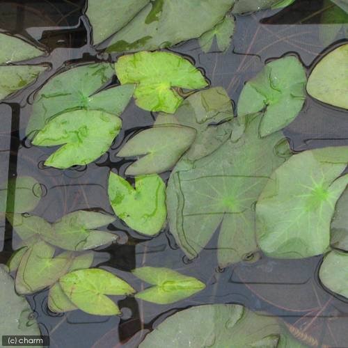 （ビオトープ）睡蓮　熱帯性睡蓮（スイレン）夜咲き（白）　ウッズ　ホワイト　ナイト（１ポット）　ＣＲＣ15―10―23―55―00