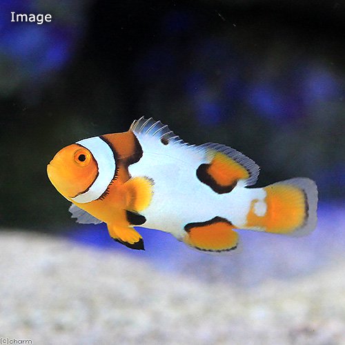 （海水魚）ブラックピカソクラウン（ブリード）（１匹）　北海道・九州航空便要保温　ＣＲＣ26―30―16―20―00
