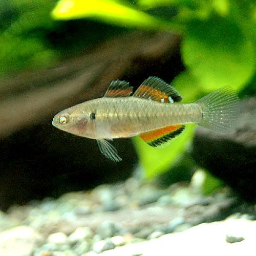 （熱帯魚）エンパイア・ガジョン（１ペア）　北海道・九州航空便要保温　ＣＲＣ13―50―00―00―00