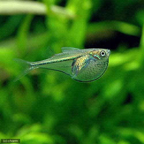 （熱帯魚）グラス・ハチェット（１２匹）　北海道航空便要保温　ＣＲＣ13―20―10―50―00