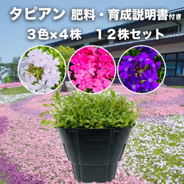 タピアン 3色×各4株 合計12株 9cmポット苗 肥料付 3号 バーベナ属 品種 サントリーフラワーズ グランドカバー 常緑 多年草 宿根草