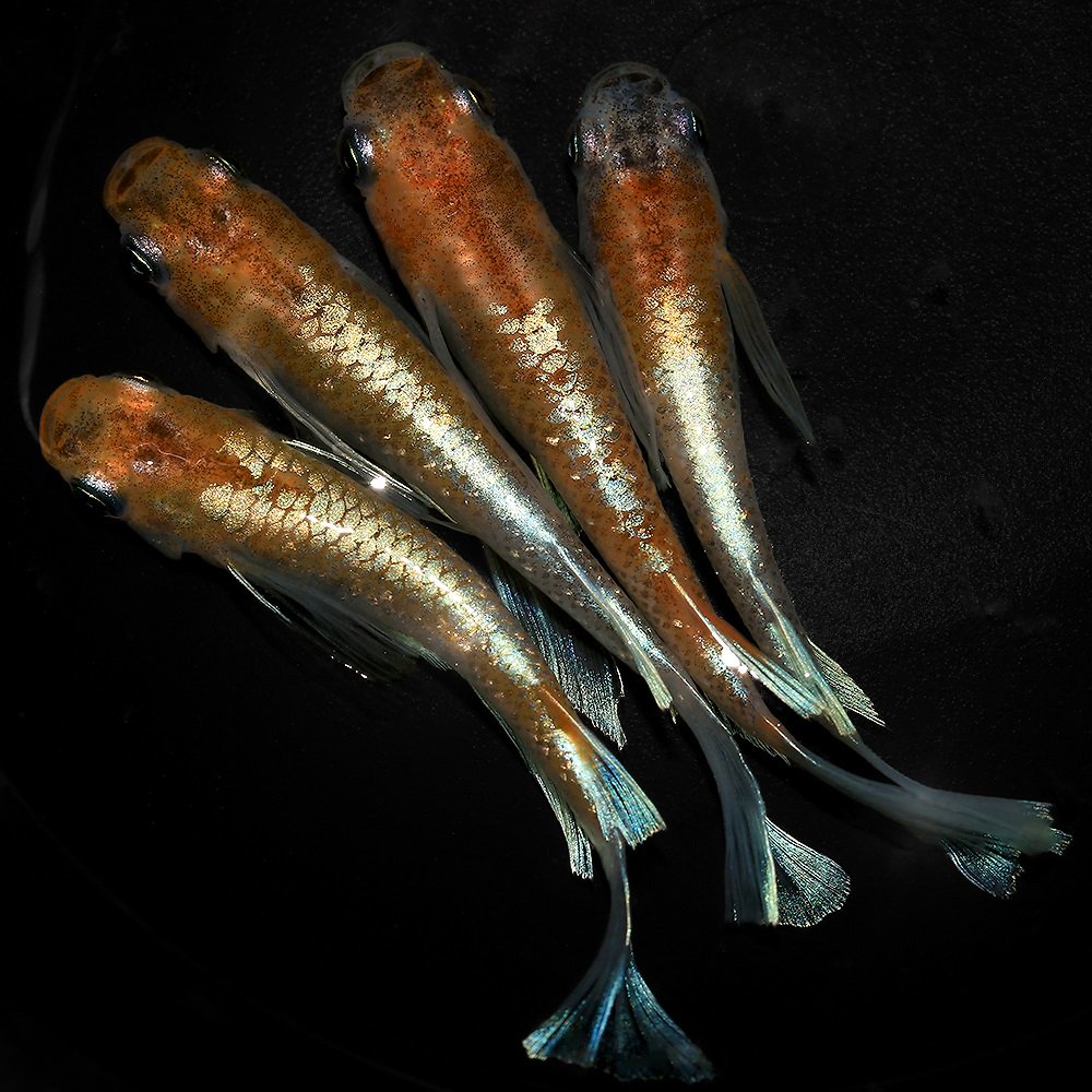 （めだか）朱光菊リアルロングフィンメダカ（３匹）　ＣＲＣ60―20―22―70―40 5,014円