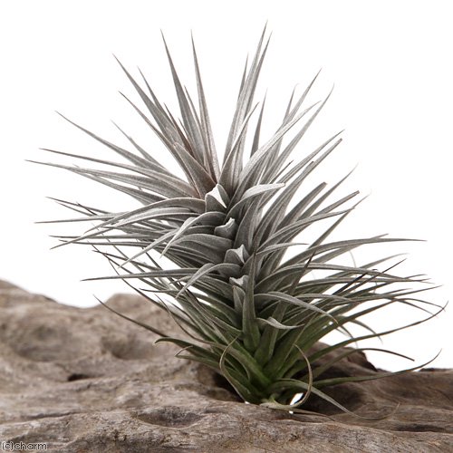 （観葉植物）エアープランツ　チランジア　アエラントス　ニグラ　Ｌサイズ（１株）　ＣＲＣ17―80―45―00―00