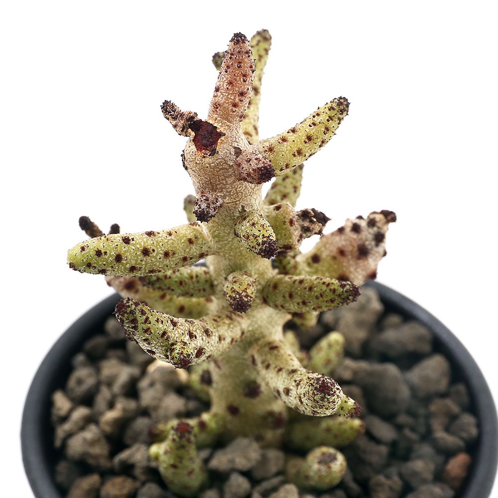 （多肉植物）チレコドン　ブッコルジアヌス　Ｓサイズ　２．５ー３号（１鉢）　ＣＲＣ15―60―95―00―00