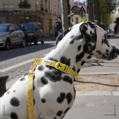 ペット ハーネス Gentle Resh bolt_Big Fish Yellow ペット用品 犬用グッズ