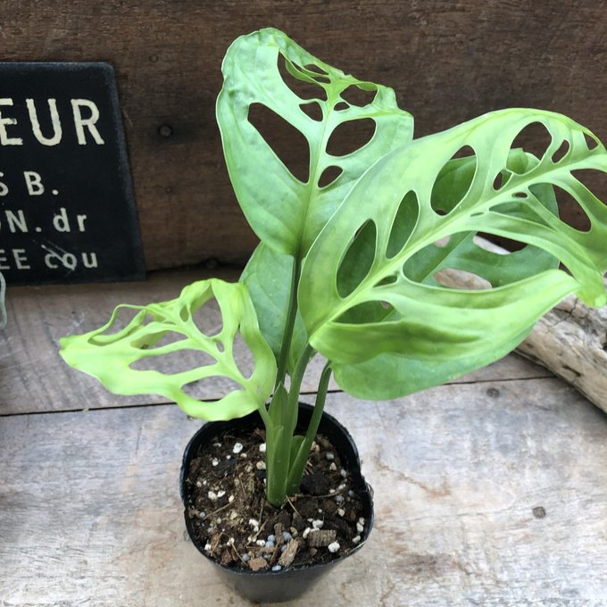 モンステラ エスケレート 観葉植物 インテリア