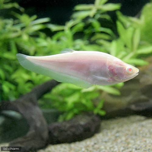 （熱帯魚）アルビノスポッテッド・ナイフフィッシュ（１匹）　北海道航空便要保温　ＣＲＣ13―56―90―00―00