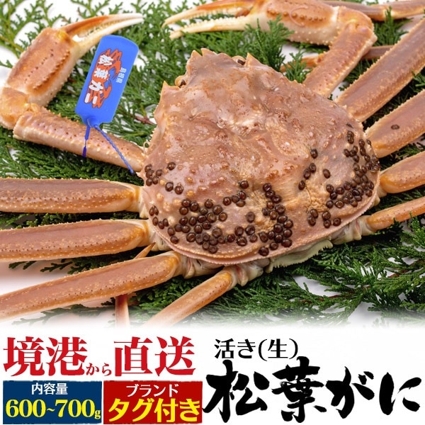 境港から直送　冷蔵 活き 松葉ガニ 約600g-700g 1杯　生 ズワイガニ 姿　タグ付き　山陰産ブランド　活ガニ　産地直送　蟹 かに カニ 冬