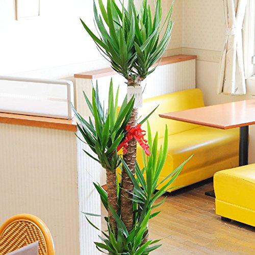 観葉植物 ユッカ・エレファンティペス 10号バスケット鉢カバー付【ビジネスフラワー】開店・開院祝い 誕生日プレゼント 長寿祝いなど各種お祝いにおすすめ