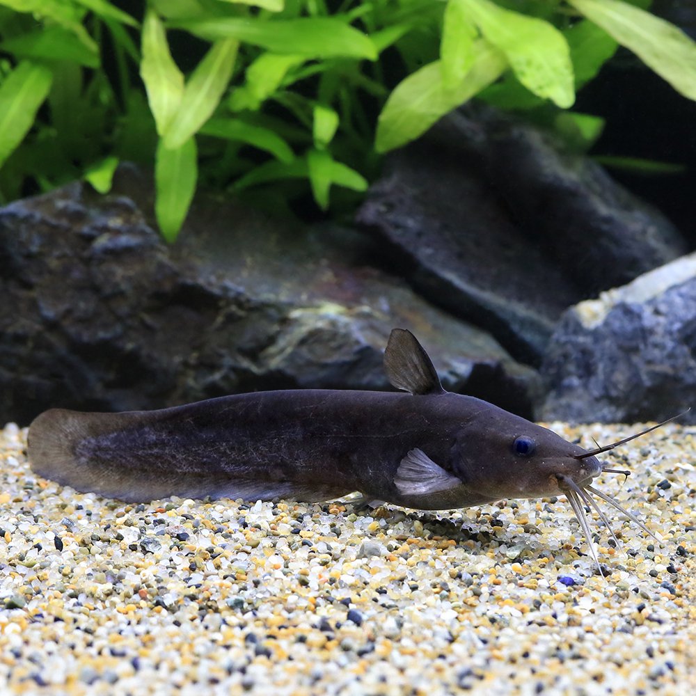 （熱帯魚）タンダンキャット　インドネシア（１匹）　北海道・九州航空便要保温　ＣＲＣ13―46―00―00―00