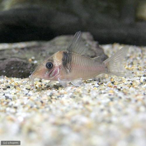 （熱帯魚）コリドラス・ヴァージナエ（ワイルド）（３匹）　北海道航空便要保温　ＣＲＣ13―36―50―00―00 4,720円