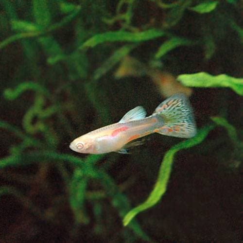 （熱帯魚）ＲＲＥＡ・レッドグラス・グッピー（国産グッピー）（３ペア）　北海道・九州航空便要保温　ＣＲＣ13―12―38―00―00