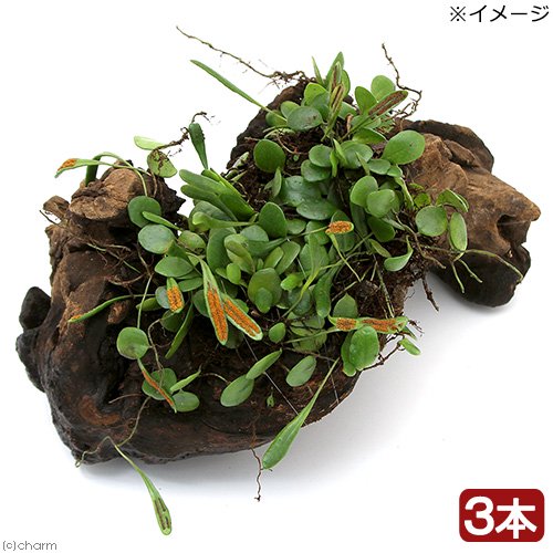 （観葉植物）苔　テラ向け　マメヅタ付き流木　Ｌサイズ　２５ｃｍ前後（３本）　ＣＲＣ15―23―10―05―00 5,160円