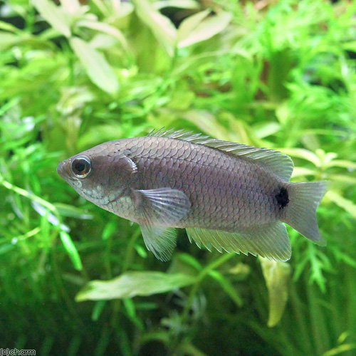 （熱帯魚）クテノポマ・キングスレイ（ワイルド）（１匹）　北海道・九州航空便要保温　ＣＲＣ13―32―20―00―00